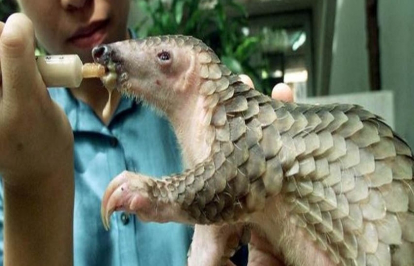 How To Save The World's Most Trafficked Mammal 
