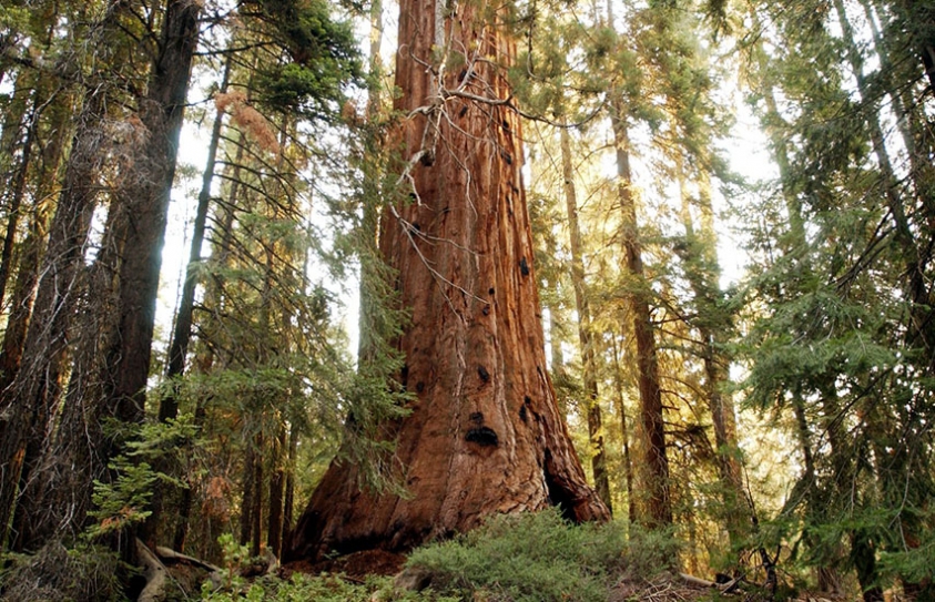 Why Living Around Nature Can Make You Live Longer 