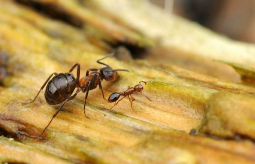 'Fake Females' To Aid Rare Moth Work In Cairngorms 