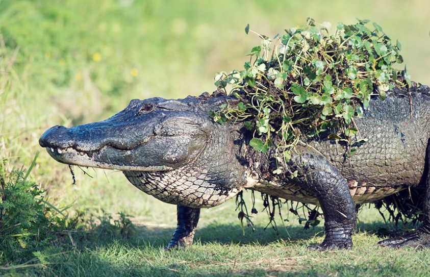 The Week In Wildlife: Pictures 