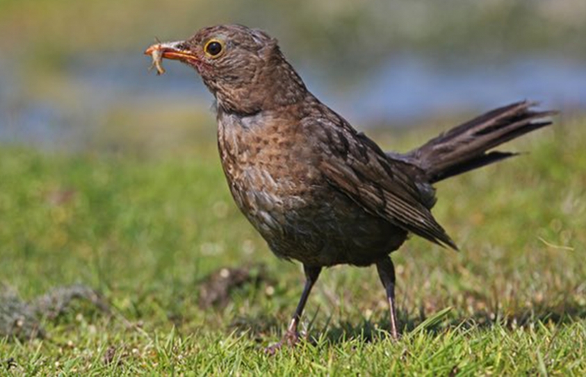Newt Sandwich For A Baby Bird 