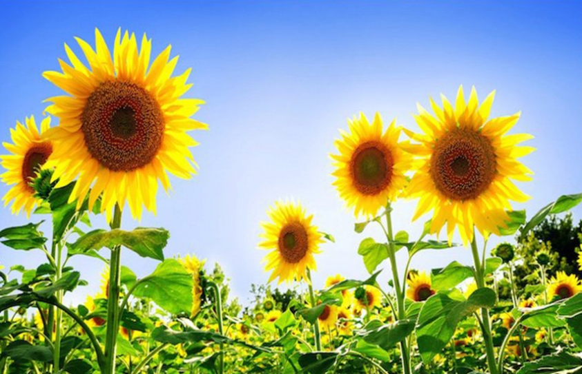  Plants Can See, Hear And Smell - & Respond 