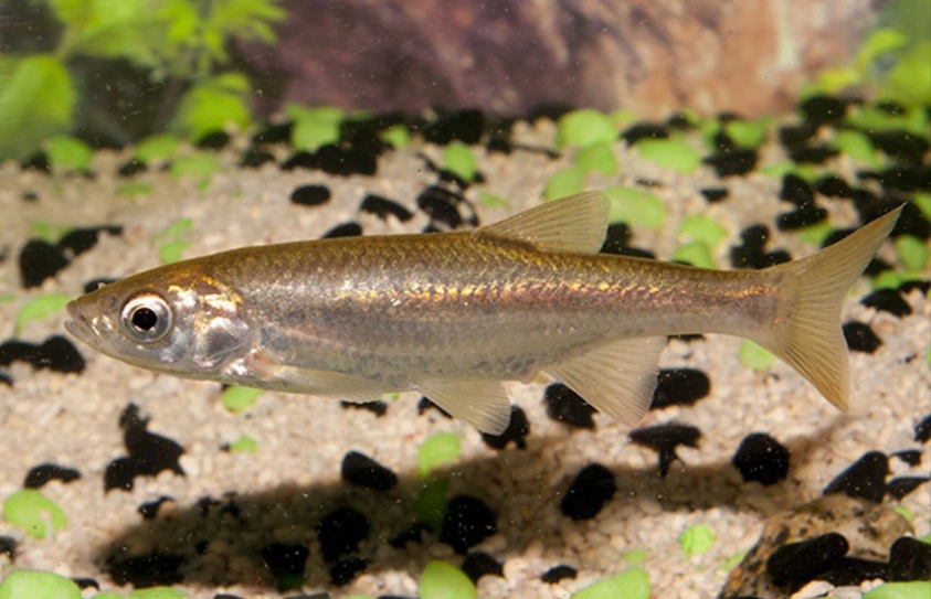  A Fish That Can Father A Near Clone Of Itself 
