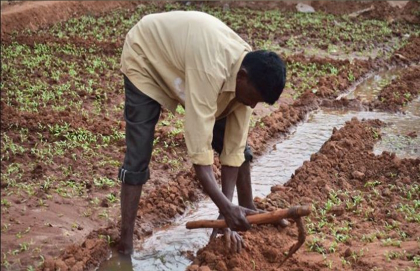   The Urban Farmers Battling Bangalore's Concrete Jungle 