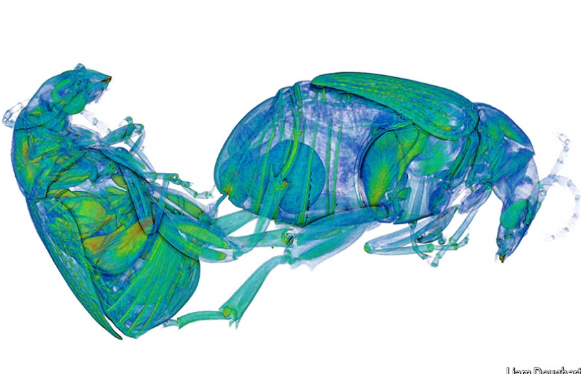   Evolution: Traits That Are Good For Individuals, But Bad For Species 