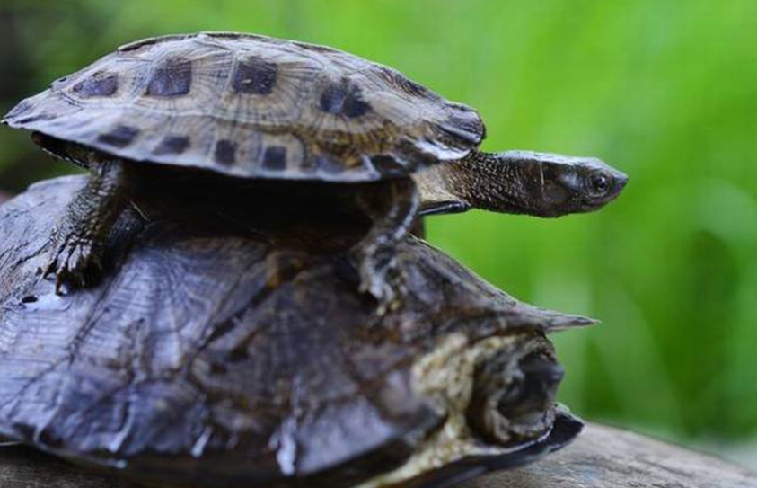  Why Do We Need A World Turtle Day 