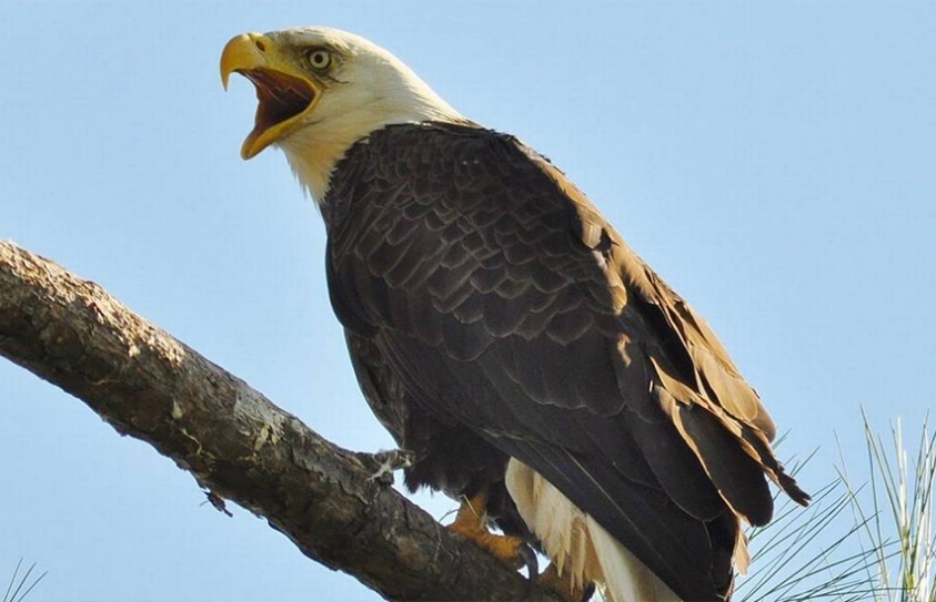 35% Of World's 'National Animals' Are Threatened By Extinction 