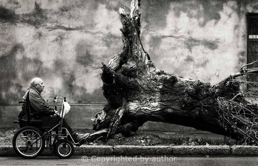 The Old Man And The Tree