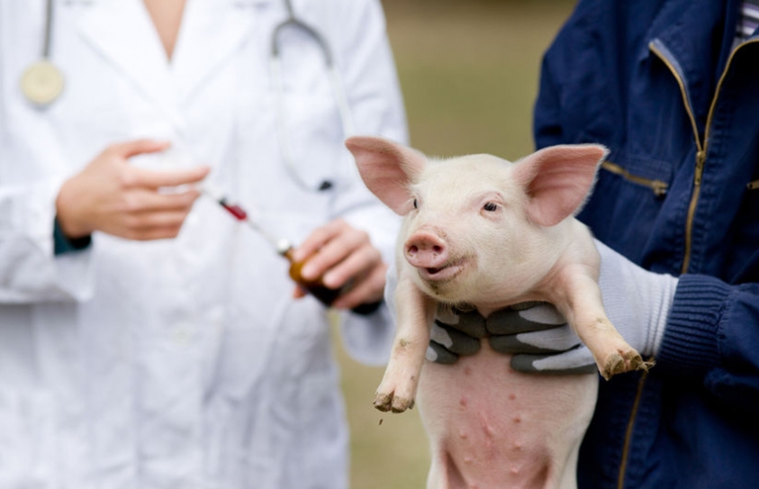   Therapy Could Stop Superbugs On Farms 