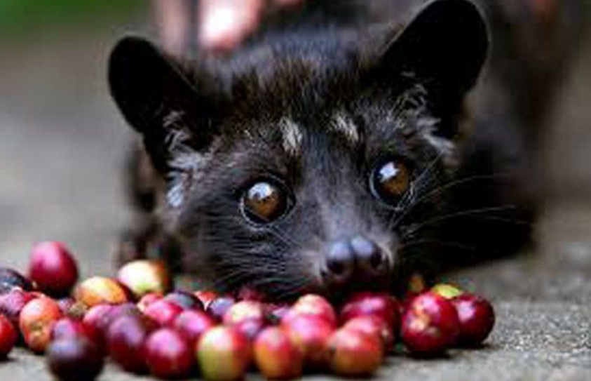   Karnataka Farmers Are Killing The Cats Behind The World's Rarest Coffee 