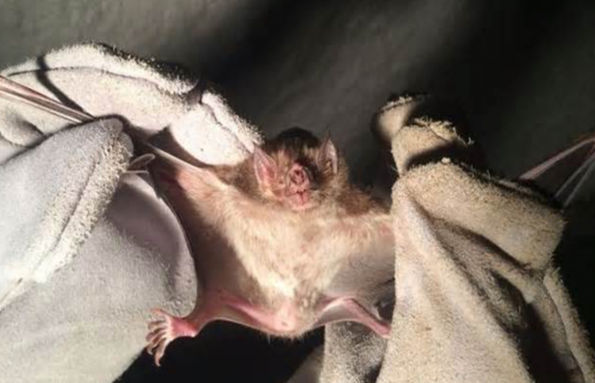   Bat Attacks On Humans Increasing Due To Urbanisation and Deforestation 
