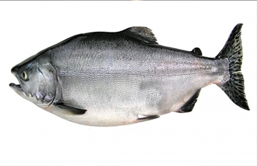   How Farmers Turn Their Salmon Pink 