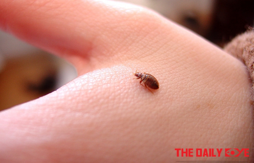 Global Warming leads to an Increase in the Six-legged Creatures
