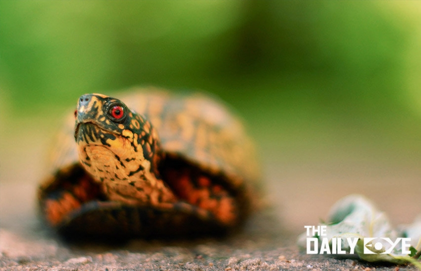 Western Painted Turtles face Extinction due to Global Warming