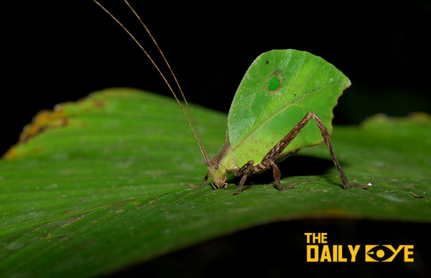 Learning to See: The Intriguing World of Insects