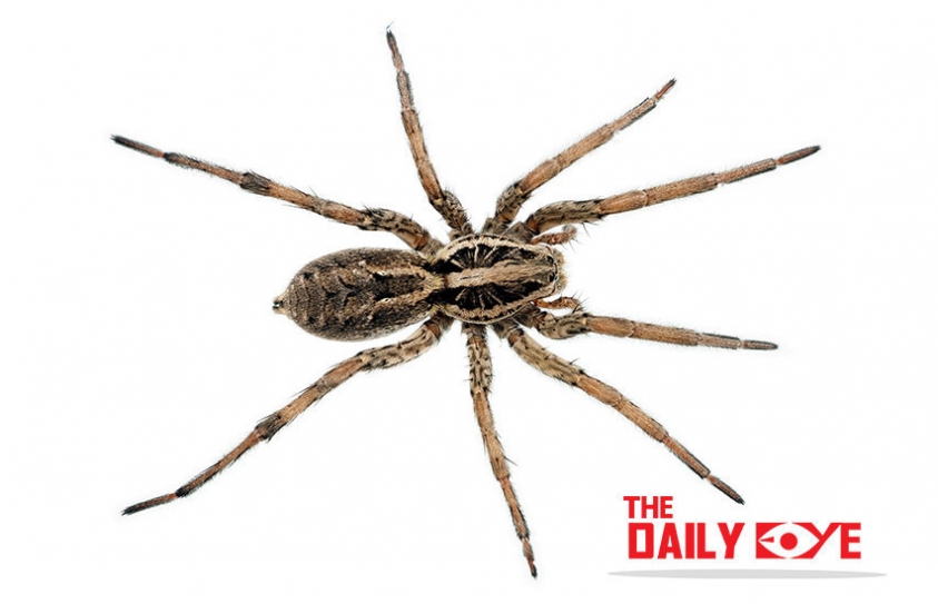 Let Live the next Spider you come across in your Home