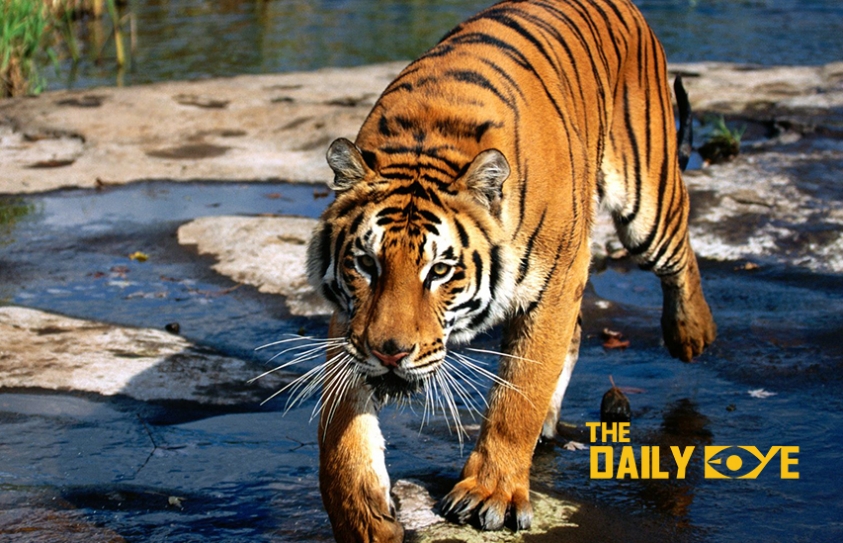India’s Concerted Efforts to protect its Endangered National Animal