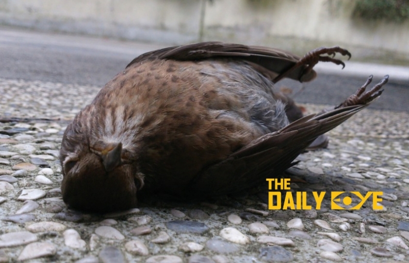 Hundreds of birds die after 5G Transmission tests in The Hague