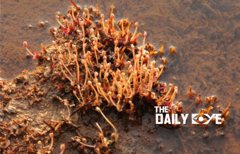 New Plant Species discovered in 2018 and the Need to Protect Them