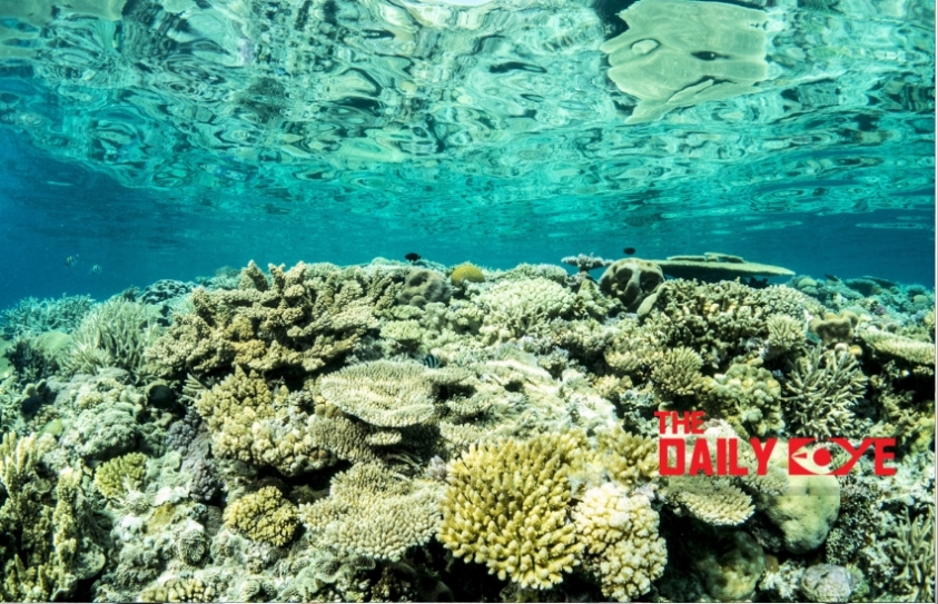 Underwater Robots to set right the damaged Great Barrier Reef