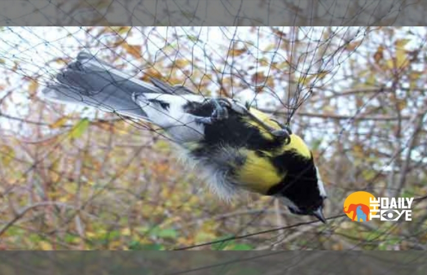 Netting to stop bird nesting is nasty and against nature