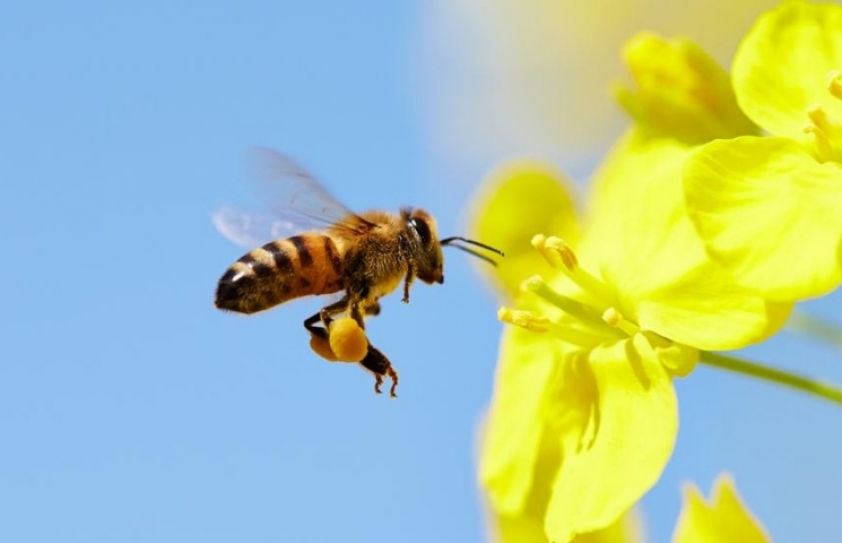 Poems that celebrate the insect world that is facing extinction