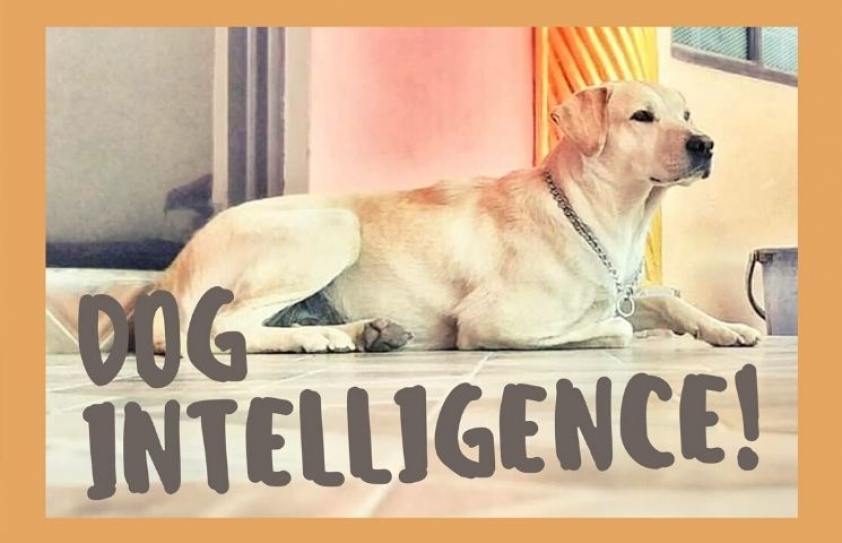 Dog Intelligence: A believe-it-or-not story